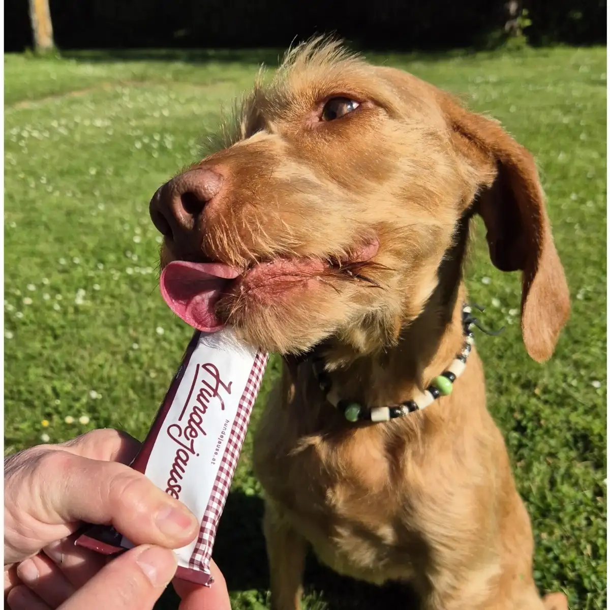TUBBYDOG Bio - Tubenpause
