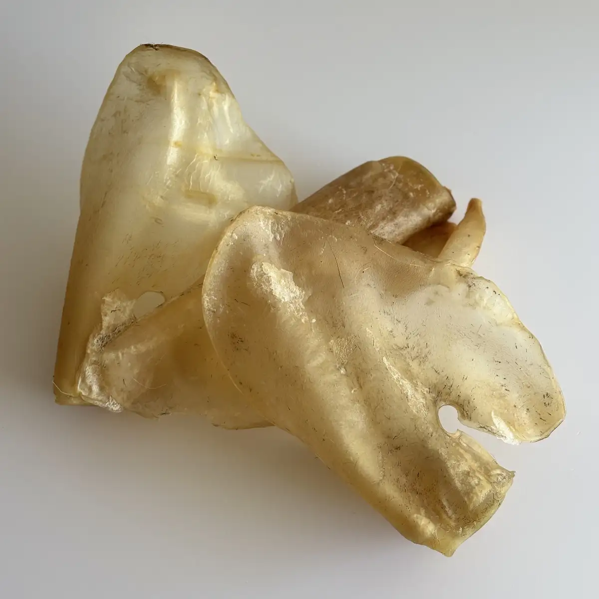 Oreille de Boeuf