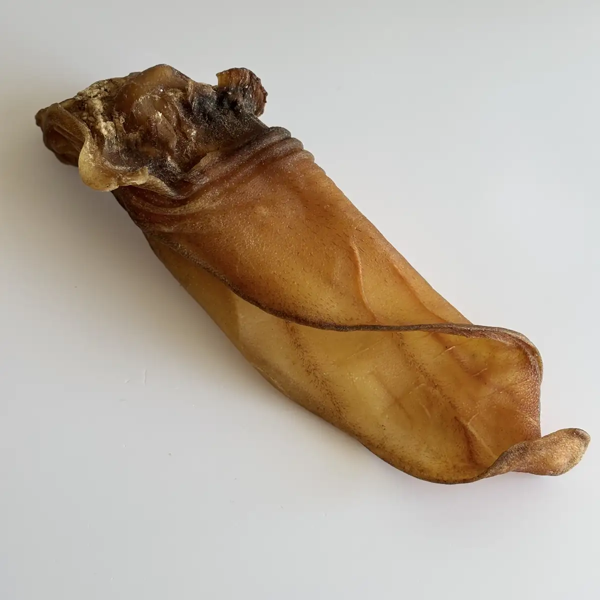 Oreille de Buffle avec conduit