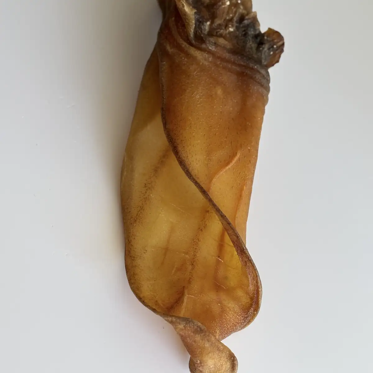 Oreille de Buffle avec conduit
